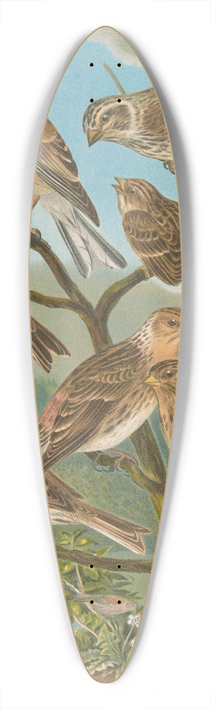 Johann Friedrich Naumann - Acanthis cannabina, Acanthis flavirostris 39.3 inch art pintail longboard deck