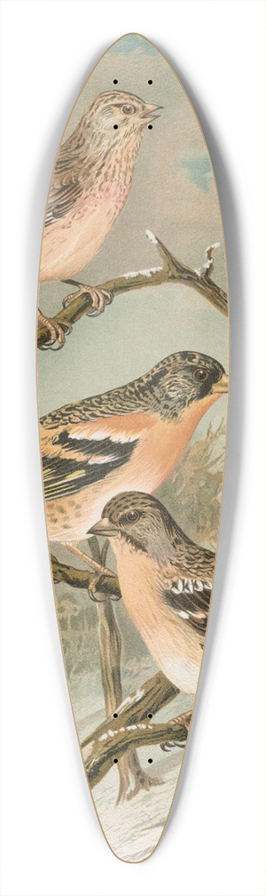 Johann Friedrich Naumann - Acanthis cannabina, Fringilla montifringilla 39.3 inch art pintail longboard deck