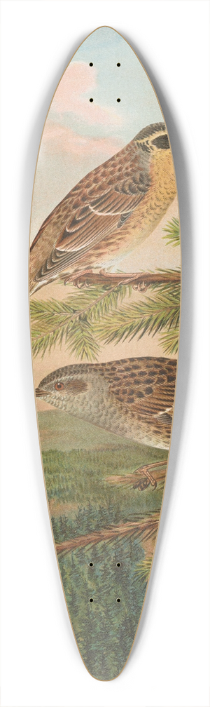 Johann Friedrich Naumann - Accentor modularis, Accentor montanellus 39.3 inch art pintail longboard deck