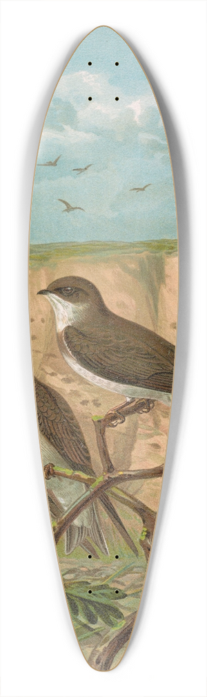 Johann Friedrich Naumann - Clivicola riparia 39.3 inch art pintail longboard deck