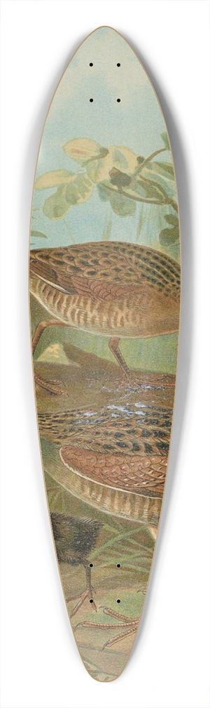 Johann Friedrich Naumann - Crex crex 39.3 inch art pintail longboard deck