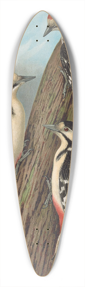 Johann Friedrich Naumann - Dendrocopus major 39.3 inch art pintail longboard deck