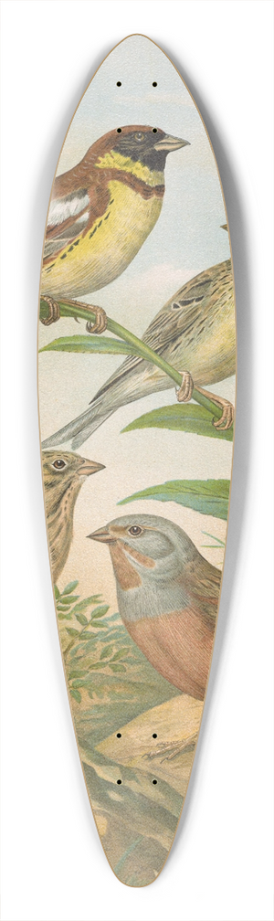 Johann Friedrich Naumann - Emberiza aureola Pall, Emberiza caesia Cretschmar 39.3 inch art pintail longboard deck