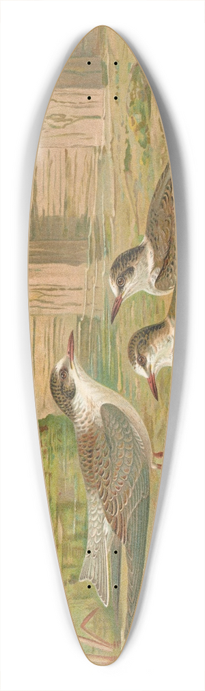 Johann Friedrich Naumann - Hydrochelidon hybrida, Hydrochelidon fissipes, Hydrochelidon nigra 39.3 inch art pintail longboard deck