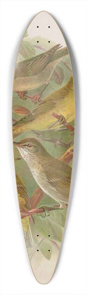 Johann Friedrich Naumann - Hypolais pallida, philomela, polyglotta, olivetorum 39.3 inch art pintail longboard deck