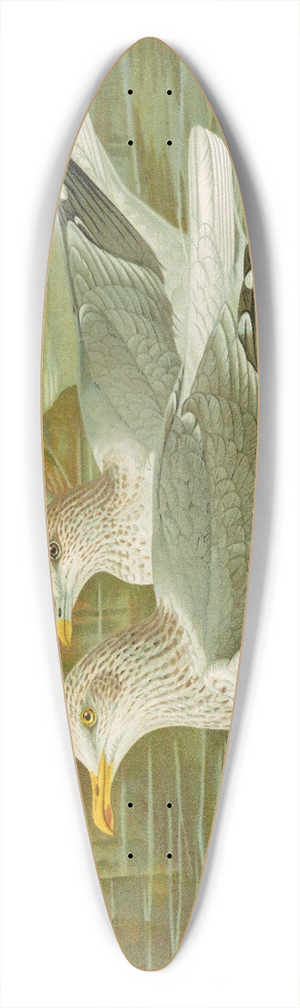 Johann Friedrich Naumann - Larus argentatus Brunn 39.3 inch art pintail longboard deck