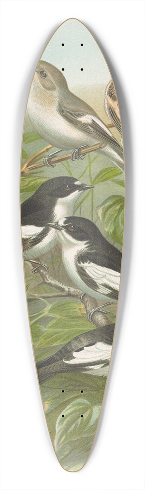 Johann Friedrich Naumann - Muscicapa atricapill, Muscicapa collaris semitorquata, Muscicapa collaris Bechst 39.3 inch art pintail longboard deck