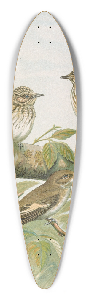 Johann Friedrich Naumann - Muscicapa grisola, Muscicapa atricapilla 39.3 inch art pintail longboard deck