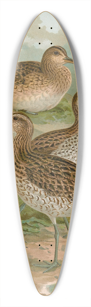 Johann Friedrich Naumann - Numenius phaeopus, Numenius tenuirostris Vieill 39.3 inch art pintail longboard deck
