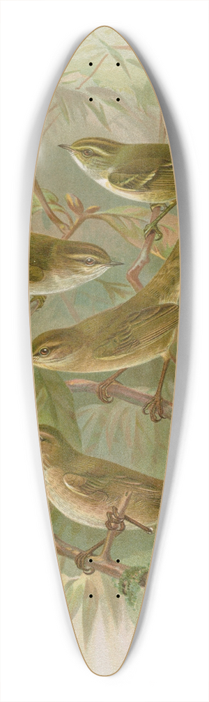Johann Friedrich Naumann - Phylloscopus proregulus, superciliosus, rufus, tristis Blyth 39.3 inch art pintail longboard deck