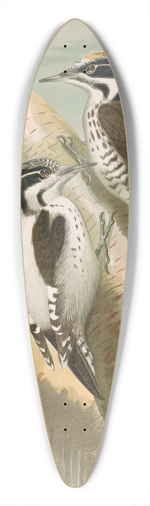 Johann Friedrich Naumann - Picoides tridactylus 39.3 inch art pintail longboard deck