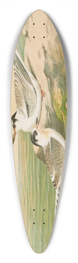 Johann Friedrich Naumann - Sterna minuta, Sterna macrura, Sterna hirundo. 39.3 inch art pintail longboard deck