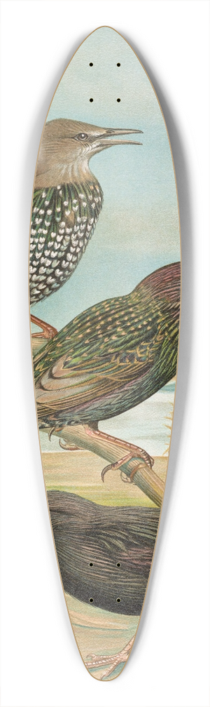 Johann Friedrich Naumann - Sturnus vulgaris, Sturnus vulgaris Menzbieri, Sturnus unicolor Marmora 39.3 inch art pintail longboard deck