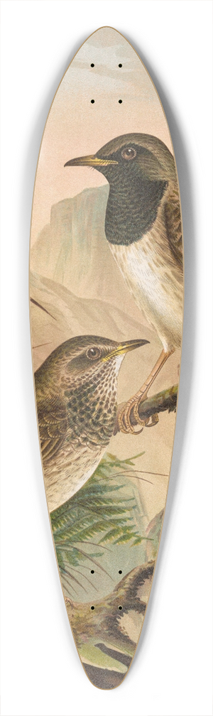 Johann Friedrich Naumann - Turdus atrigularis 39.3 inch art pintail longboard deck