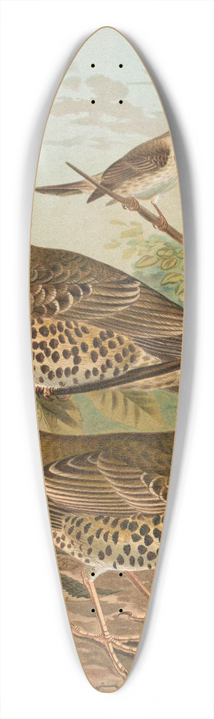 Johann Friedrich Naumann - Turdus viscivorus, Turdus atrigularis 39.3 inch art pintail longboard deck