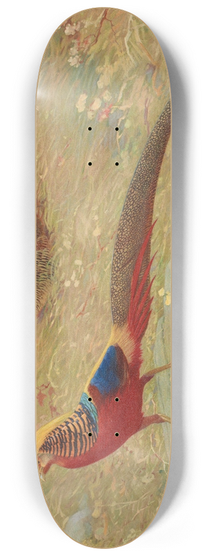 Charles Robert Knight - Golden Pheasant 8.25 inch art skate deck
