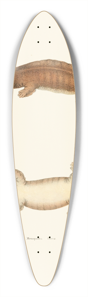 John Edwards Holbrook - Menopoma fusca 39.3 inch art pintail longboard deck