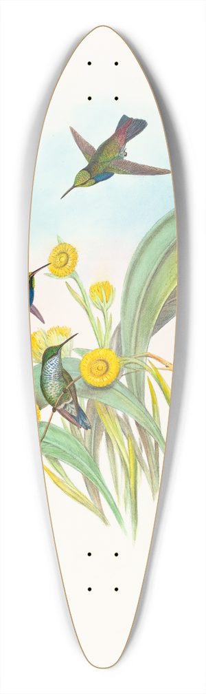 John Gould - Damophila amabilis (Blue-breasted Hummingbird) 39.3 inch art pintail longboard deck