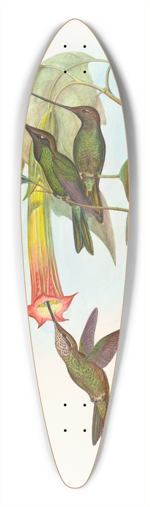 John Gould - Docimastes ensiferus (Sword-billed Hummingbird) 39.3 inch art pintail longboard deck