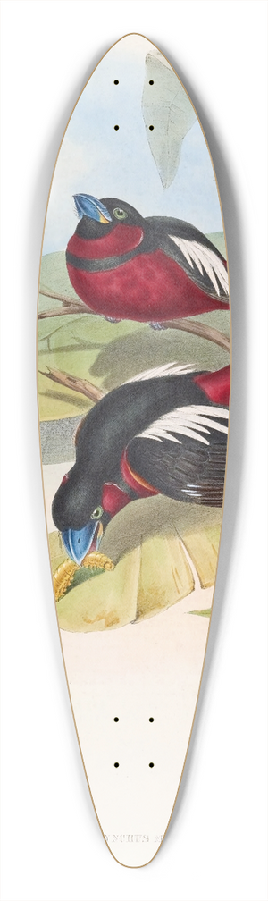 John Gould - Great-billed Eurylaime 39.3 inch art pintail longboard deck