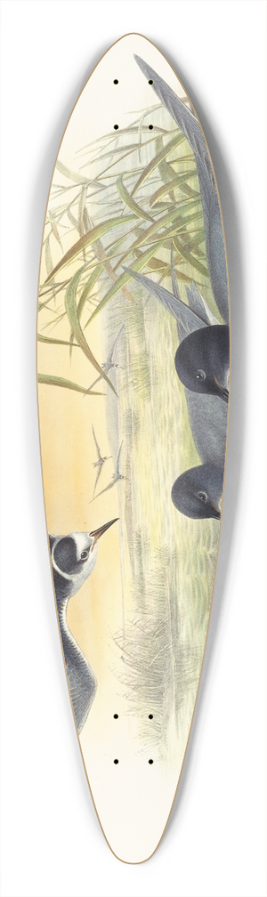 John Gould - Hydrochelidon nigra 39.3 inch art pintail longboard deck