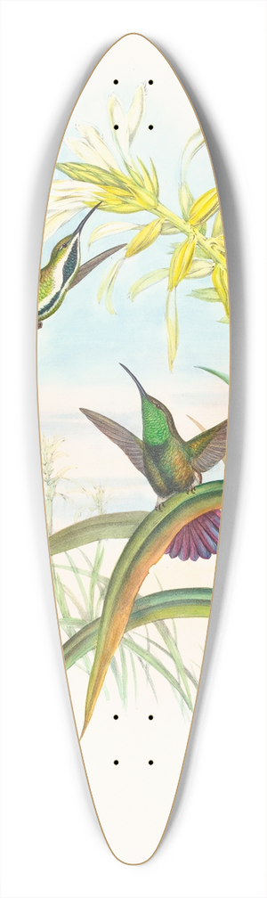 John Gould - Lampornis veraguensis (Veraguan Mango) 39.3 inch art pintail longboard deck