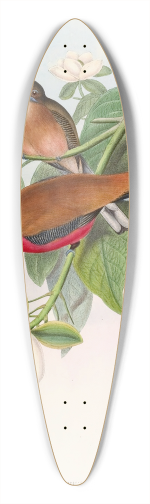 John Gould - Malacca Trogon 39.3 inch art pintail longboard deck
