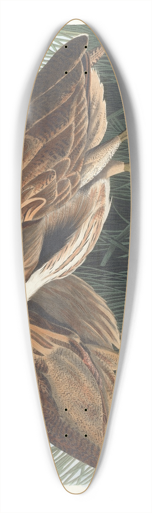 John James Audubon - American bittern 39.3 inch art pintail longboard deck
