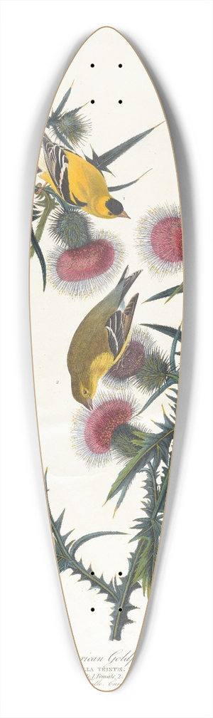 John James Audubon - American goldfinch 39.3 inch art pintail longboard deck