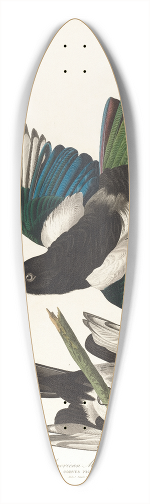 John James Audubon - American magpie 39.3 inch art pintail longboard deck