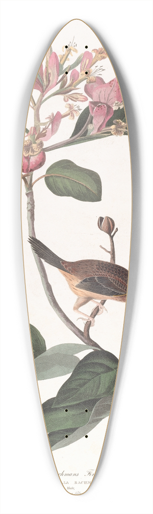 John James Audubon - Bachmans finch 39.3 inch art pintail longboard deck