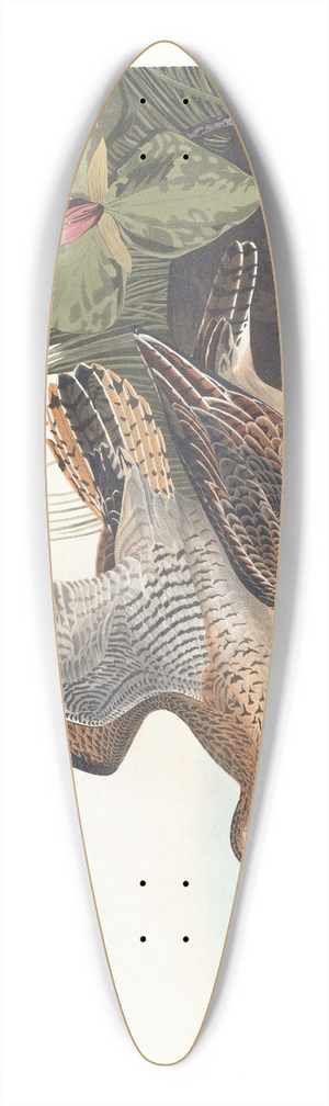 John James Audubon - Bartram sandpiper 39.3 inch art pintail longboard deck