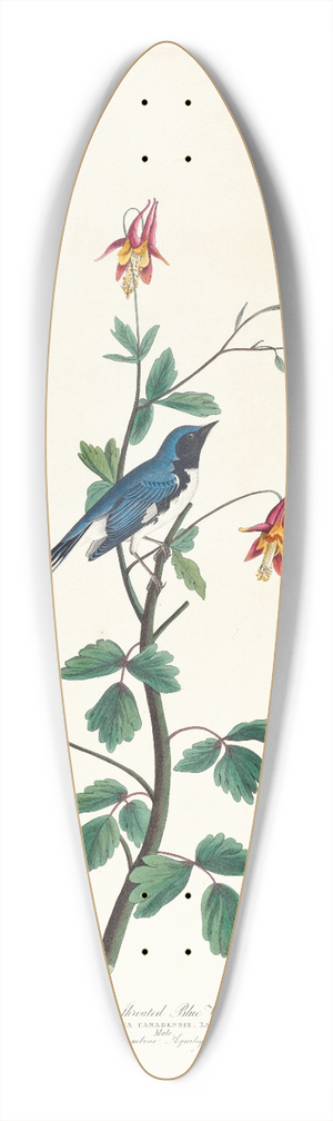 John James Audubon - Black-throated blue warbler 39.3 inch art pintail longboard deck