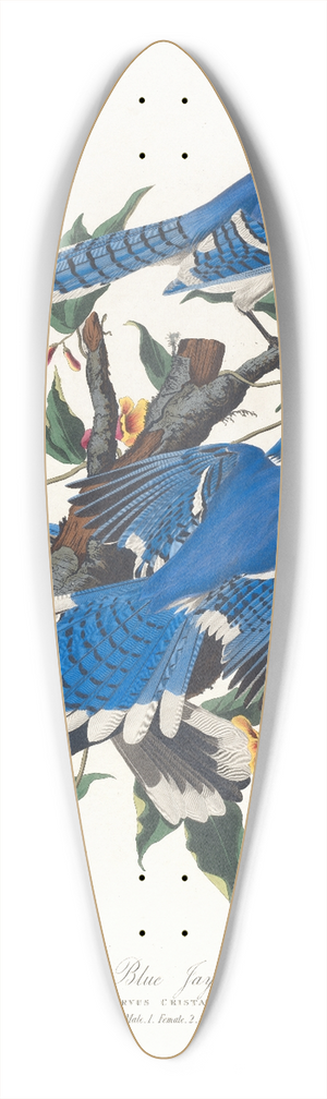 John James Audubon - Blue jay 39.3 inch art pintail longboard deck