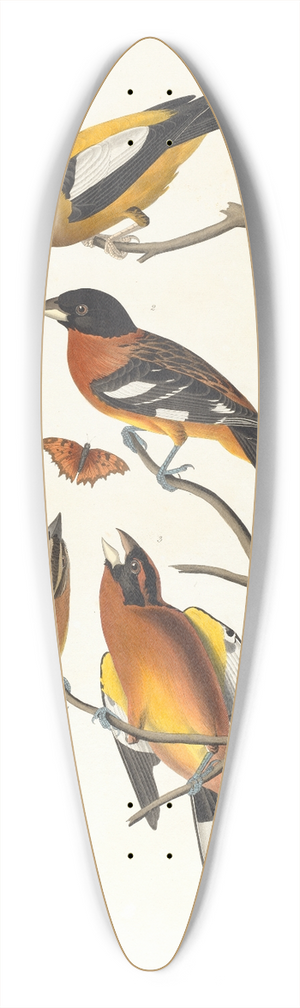 John James Audubon - Evening grosbeak. Spotted grosbeak 39.3 inch art pintail longboard deck