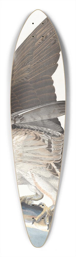 John James Audubon - Fish hawk or osprey 39.3 inch art pintail longboard deck John James Audubon - Fish hawk or osprey 39.3 inch art pintail longboard deck