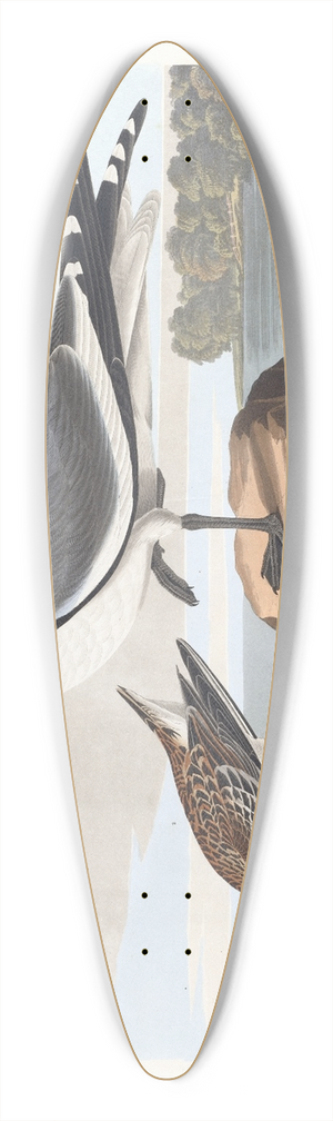 John James Audubon - Fork-tailed gull 39.3 inch art pintail longboard deck