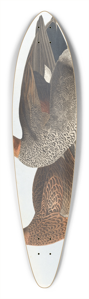 John James Audubon - Gadwall duck 39.3 inch art pintail longboard deck