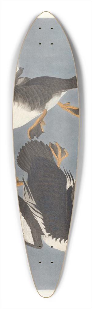 John James Audubon - Golden-eye duck, Fuligula clangula 39.3 inch art pintail longboard deck