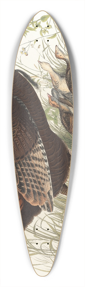 John James Audubon - Great American hen & young 39.3 inch art pintail longboard deck
