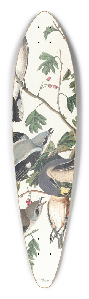 John James Audubon - Great American shrike or butcher bird 39.3 inch art pintail longboard deck