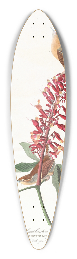John James Audubon - Great Carolina wren 39.3 inch art pintail longboard deck