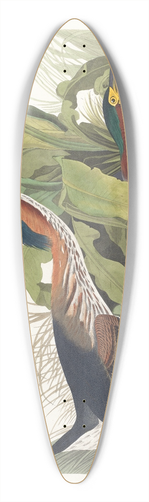 John James Audubon - Green heron 39.3 inch art pintail longboard deck