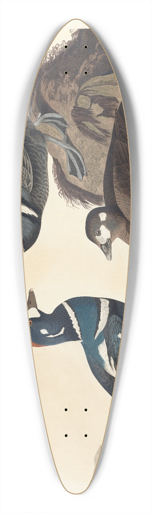 John James Audubon - Harlequin duck 39.3 inch art pintail longboard deck