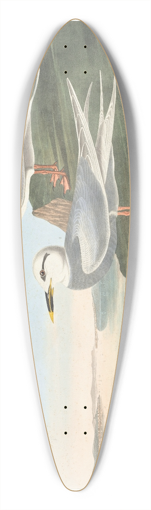 John James Audubon - Havells tern 39.3 inch art pintail longboard deck
