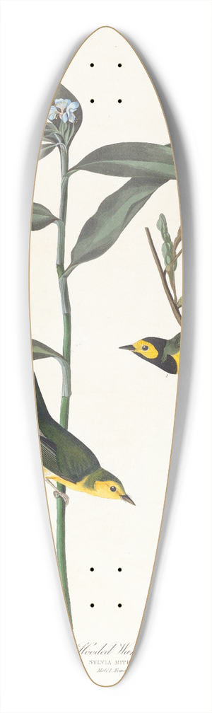 John James Audubon - Hooded warbler 39.3 inch art pintail longboard deck