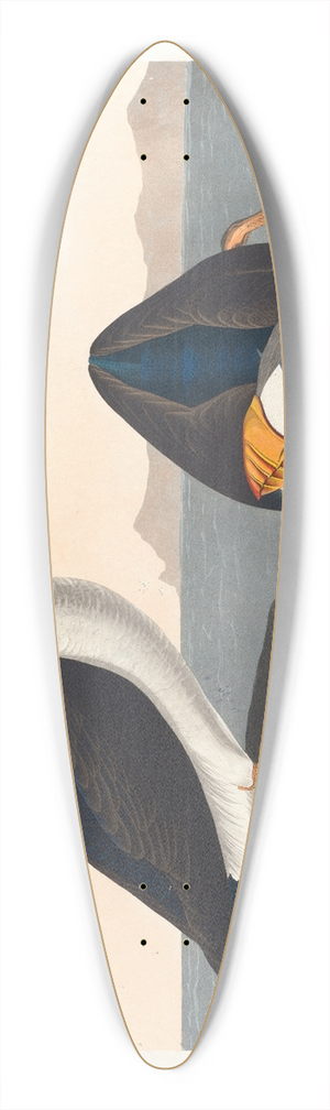 John James Audubon - Large-billed puffin 39.3 inch art pintail longboard deck