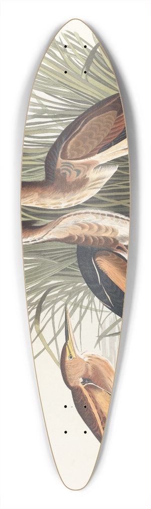 John James Audubon - Least bittern 39.3 inch art pintail longboard deck