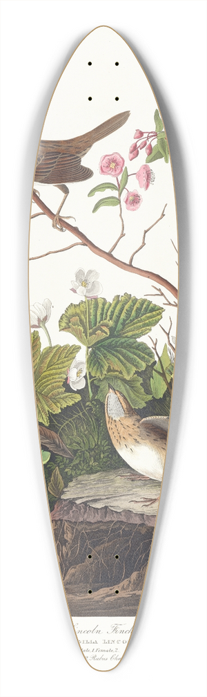 John James Audubon - Lincoln finch 39.3 inch art pintail longboard deck John James Audubon - Lincoln finch 39.3 inch art pintail longboard deck