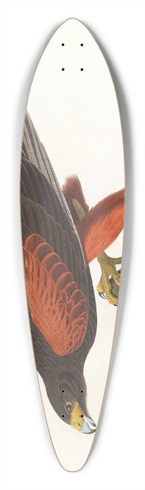 John James Audubon - Louisiana hawk 39.3 inch art pintail longboard deck